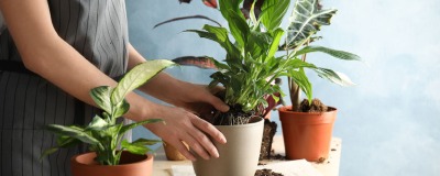 rempotage des plantes rempotage des plantes
