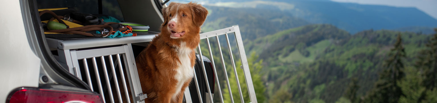 Chien cage de voyage