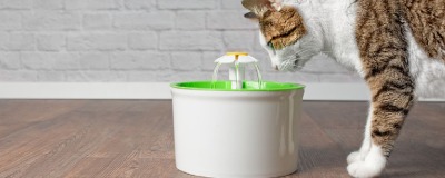 Katten drinkfontein
