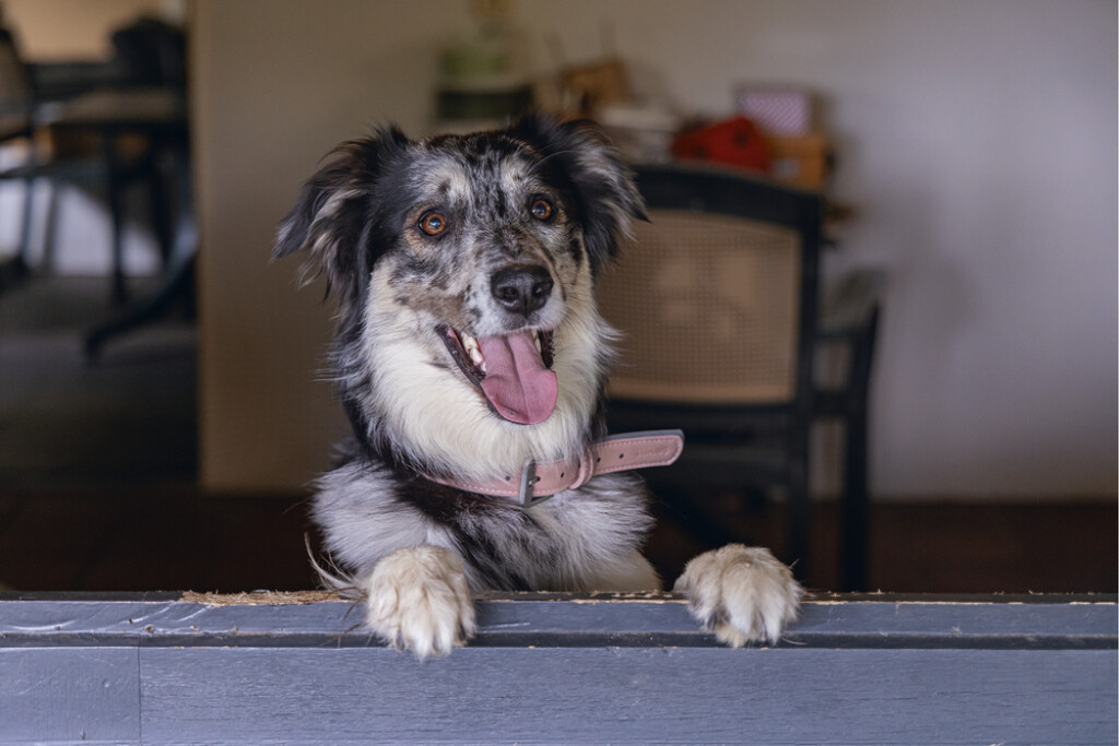 Balacron Collier Ax Rose 52-62x3cm Balacron Collier Ax Rose 52-62x3cm