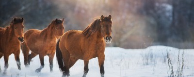 Cheval en hiver Cheval en hiver