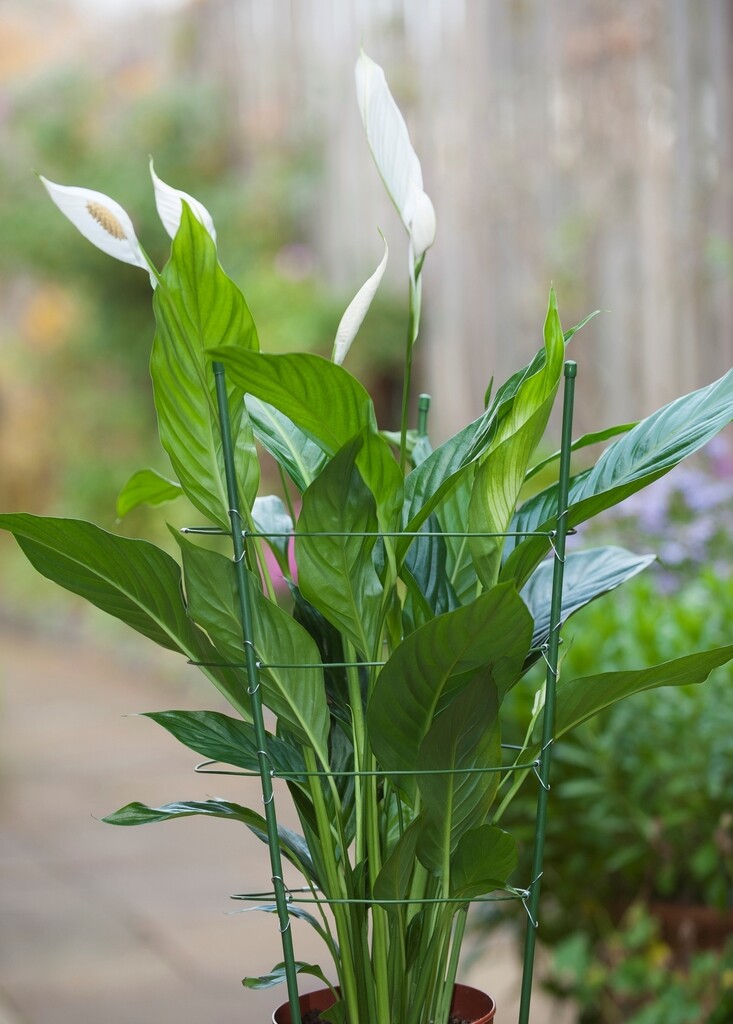 Plantensteun Plantensteun