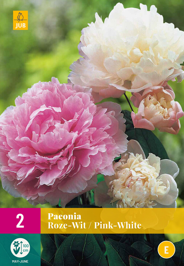 X2 Paeonia rose-blanc