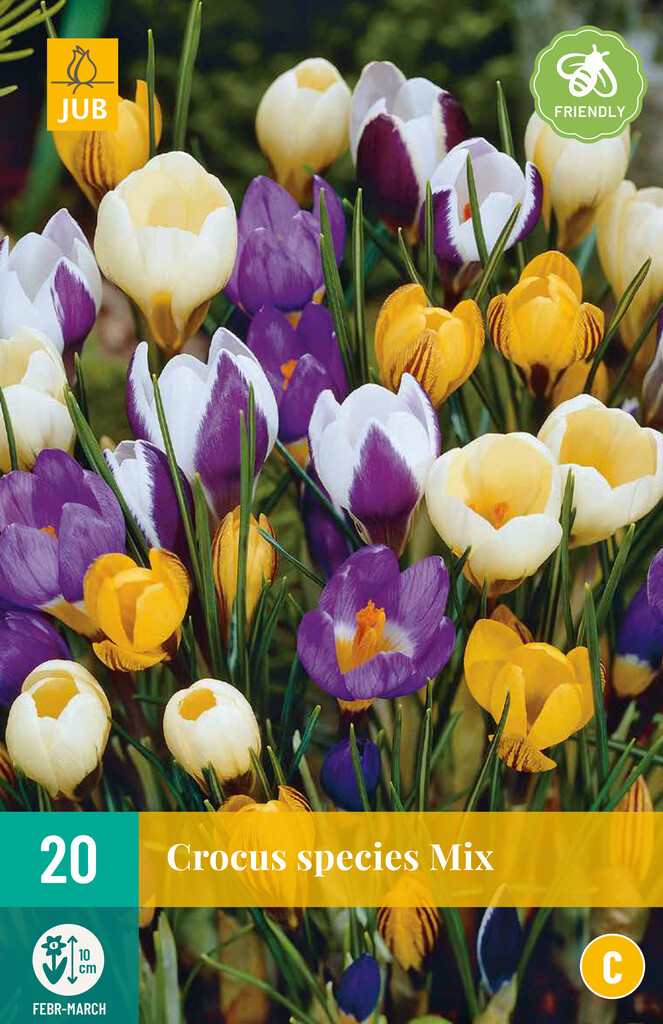 X 20 Crocus species Mix