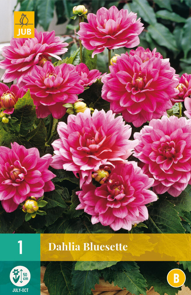 X1 Dahlia Bluesette
