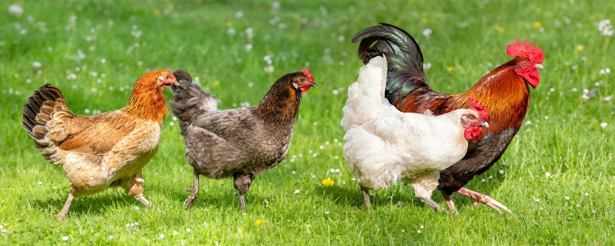  De voordelen van kippen houden