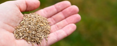 Semer le gazon Gras zaaien