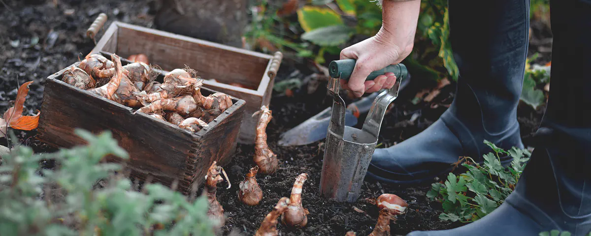 Wat te doen in de tuin: september