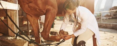 Soin pour chevaux Soin pour chevaux