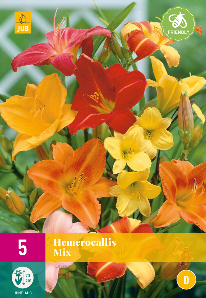 X5 Hemerocallis Mix