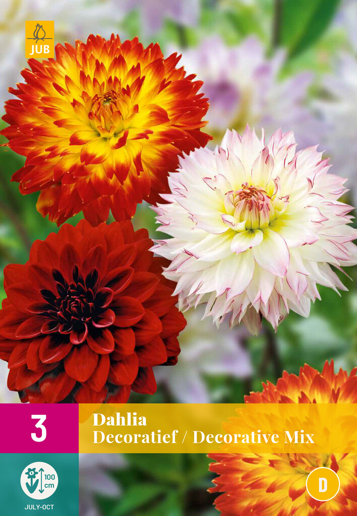 X3 Dahlia Decoratief Mix