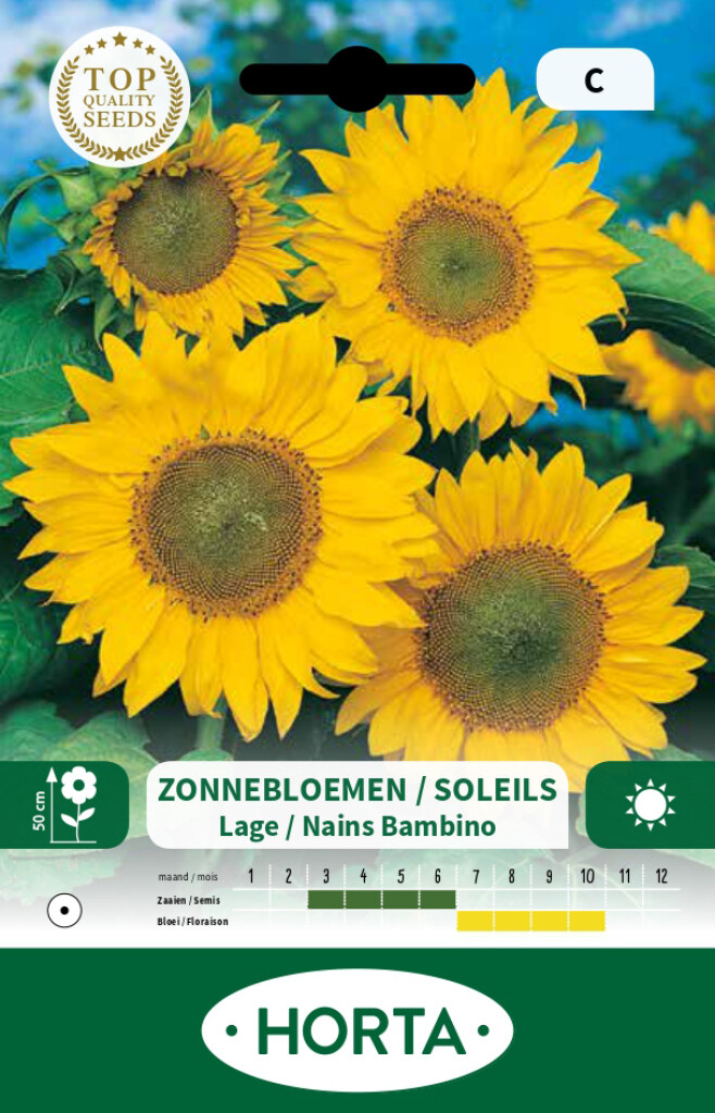 Helianthus (zonnebloem) Bambino