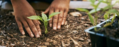 Que faire dans le jardin : mars Que faire dans le jardin : mars
