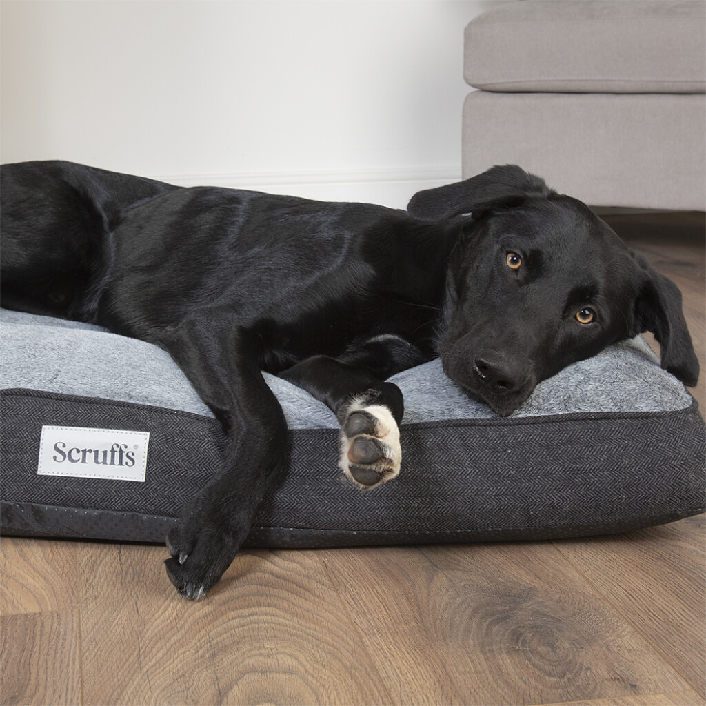 Harvard Memory Foam coussin orthopédique L - Gris graphite Harvard Memory Foam coussin orthopédique L - Gris graphite
