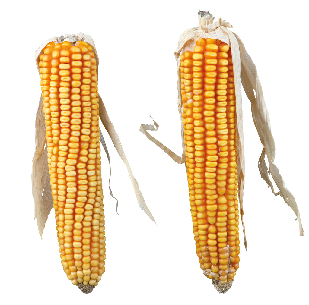 Maïskolven met maïslies 2 stuks - 250g