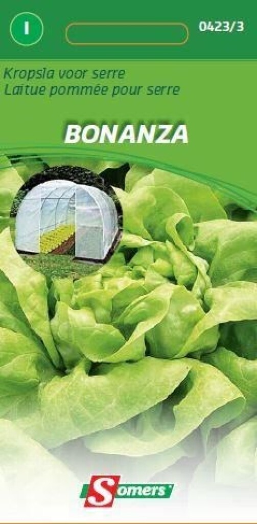 Laitue pommée pour serre Bonanza/Larissa