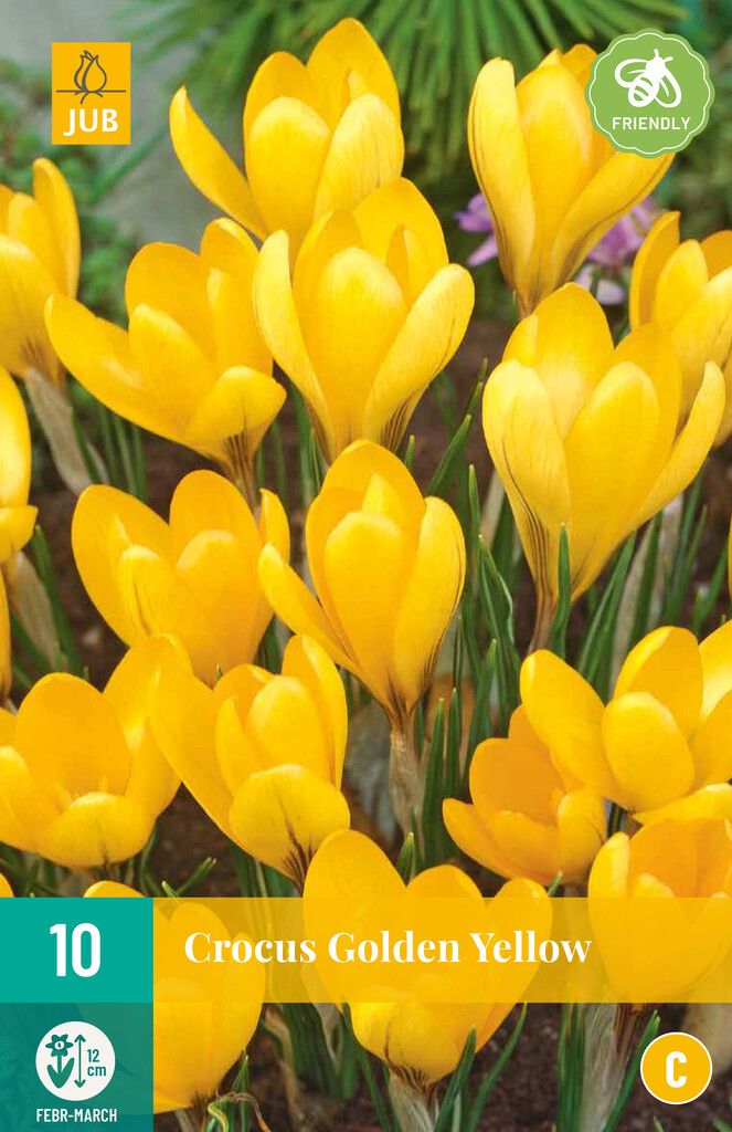 X 10 Crocus Golden Yellow