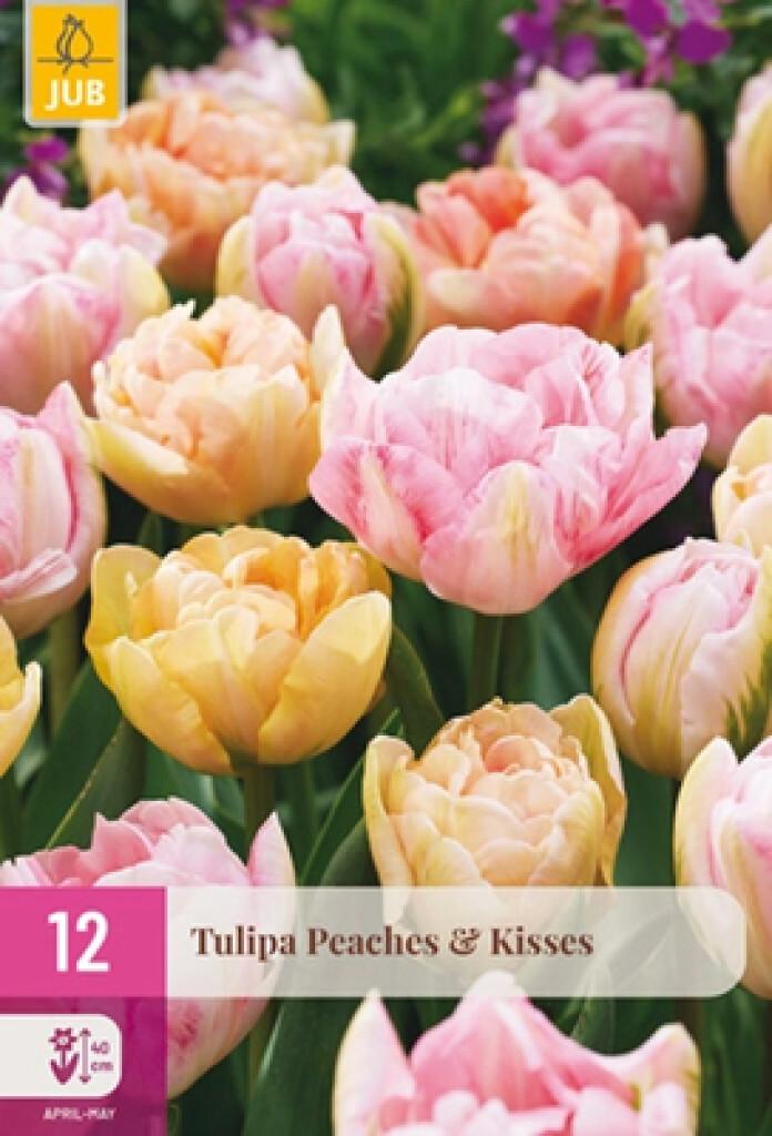 X12 Tulipa Peaches & Kisses