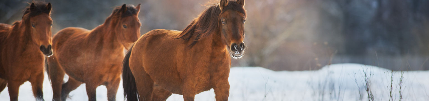 Paard in de winter Paard in de winter