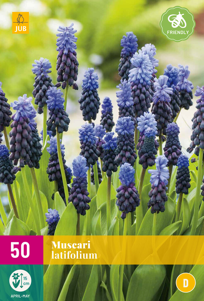 X50 Muscari Latifolium