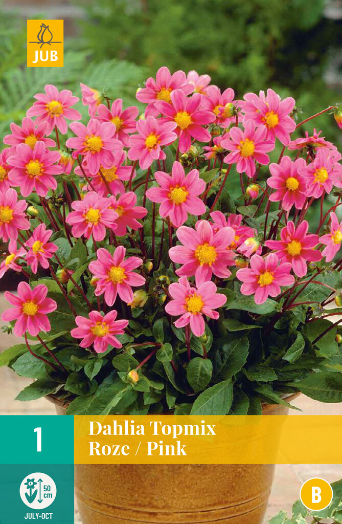 X1 Dahlia Topmix roze