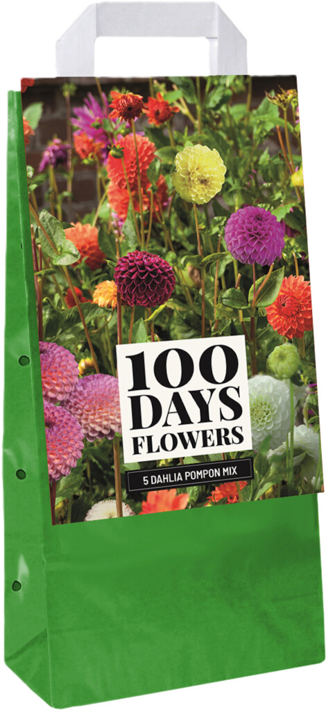 X1 Draagtas 5 Dahlia Pompon Mix