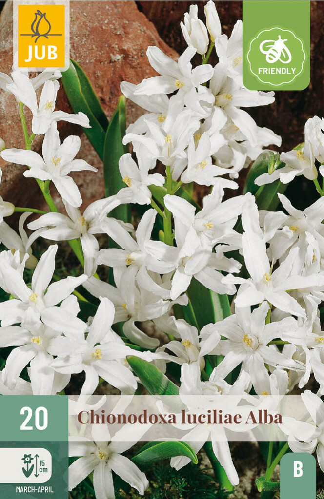 X20 Chionodoxa Luciliae Alba 5/+