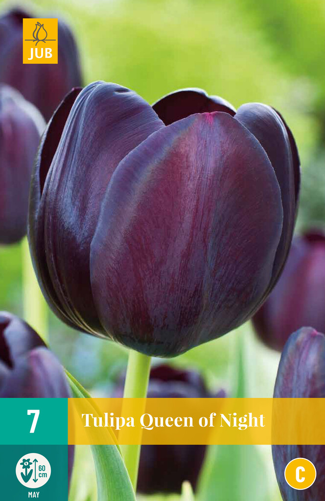X 7 Tulipa Queen of Night