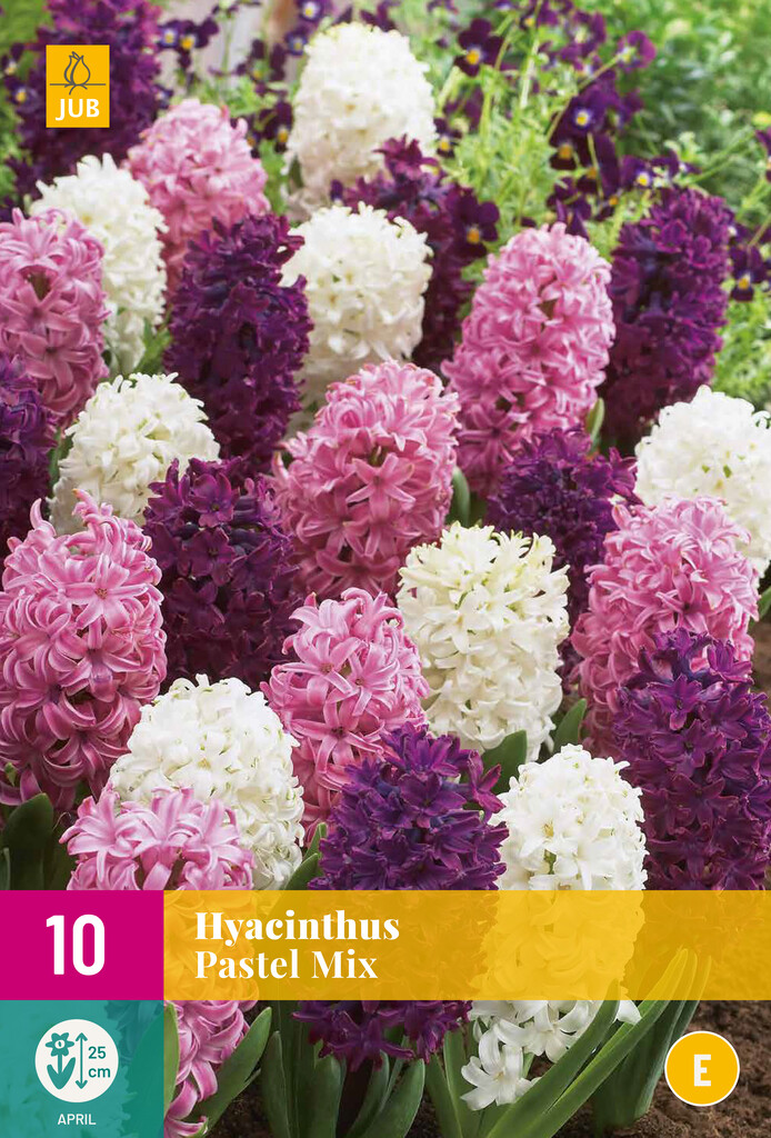 X 10 Hyacinthus Pastel Mix