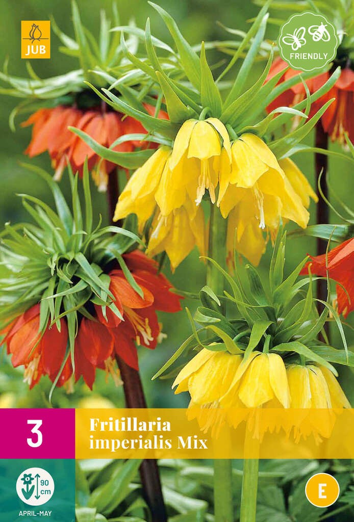X 3 Fritillaria imperialis Mix