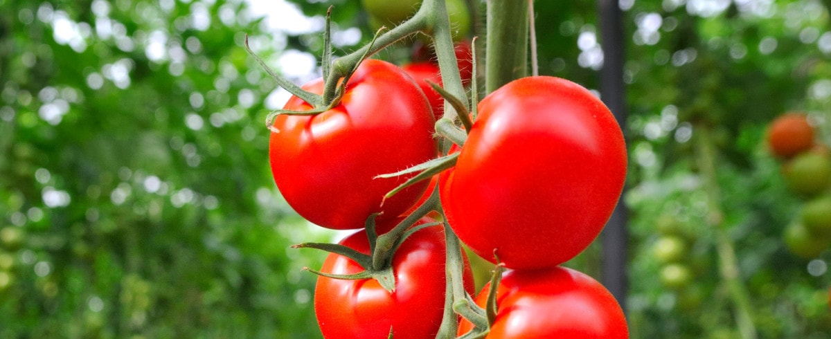 Tomatendagen