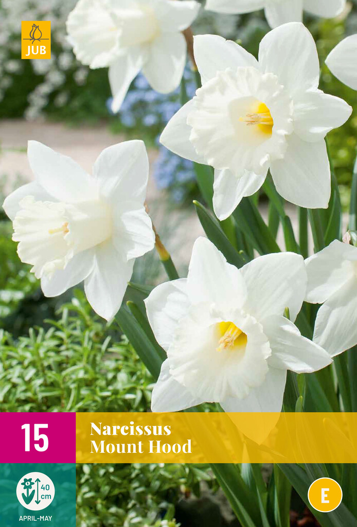 X 15 Narcissus Mount Hood