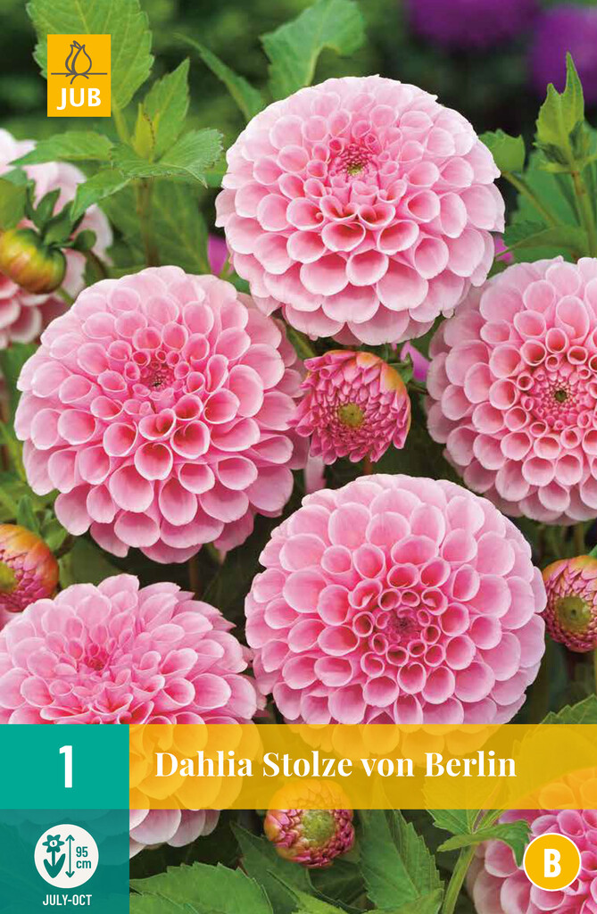 X1 Dahlia Stolze von Berlin