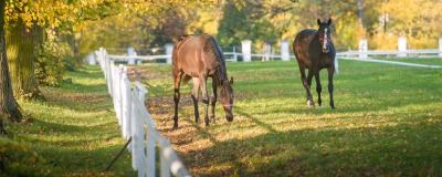Paard in de weide