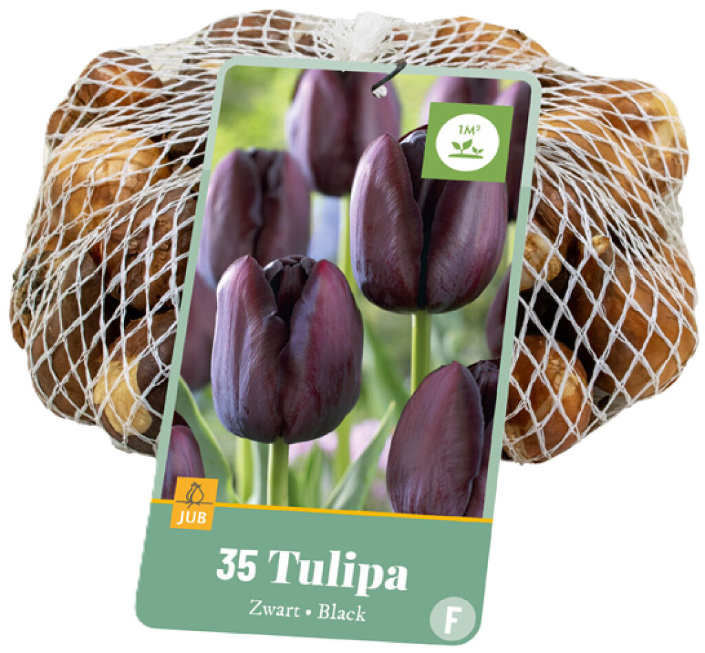 X35 Tulipa Zwart 10/11