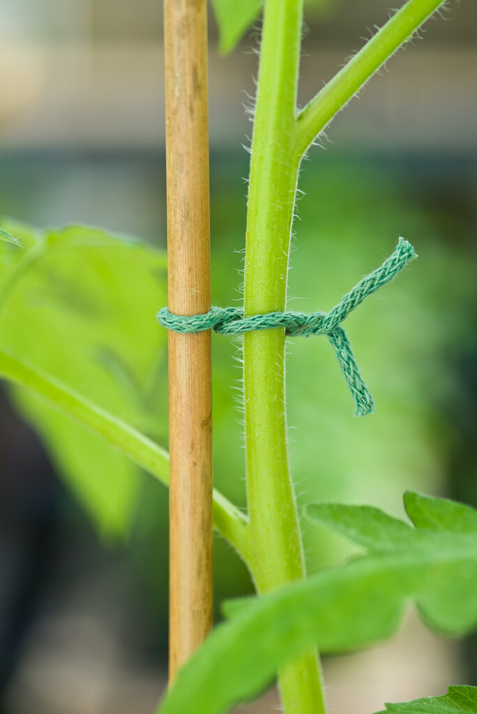 Ficelle de jute 5m Ficelle de jute 5m