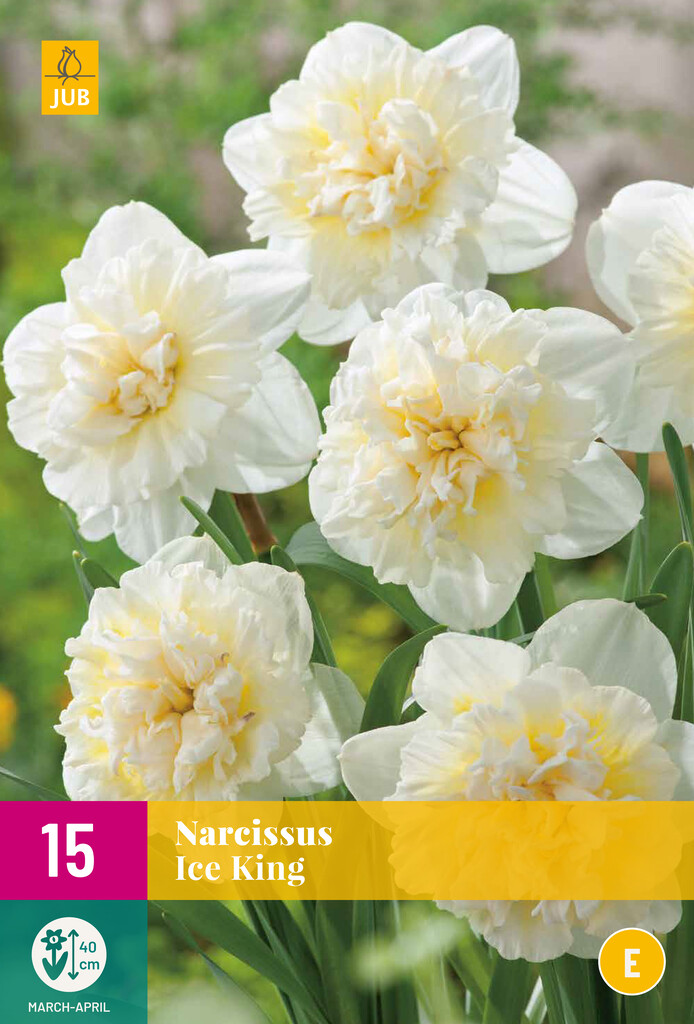 X 15 Narcissus Ice King