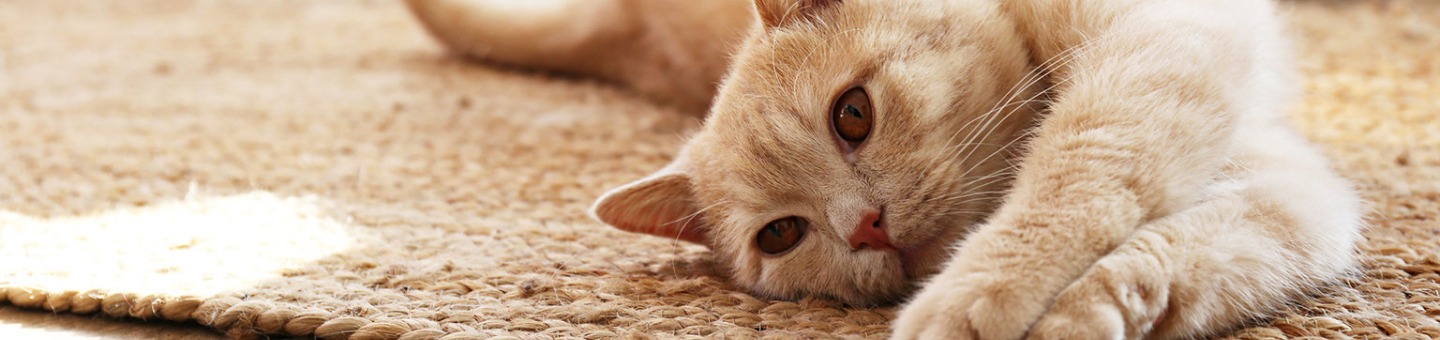 Haitan Pot de Culture d’à Chat | Pot d'à Chat hydroponique - Jardinière  pour Chats, Chiens et Autres Animaux de Compagnie d'intérieur ou  d'extérieur