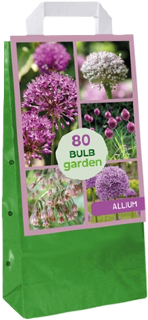 X1 tas 80 Bulb Garden Allium