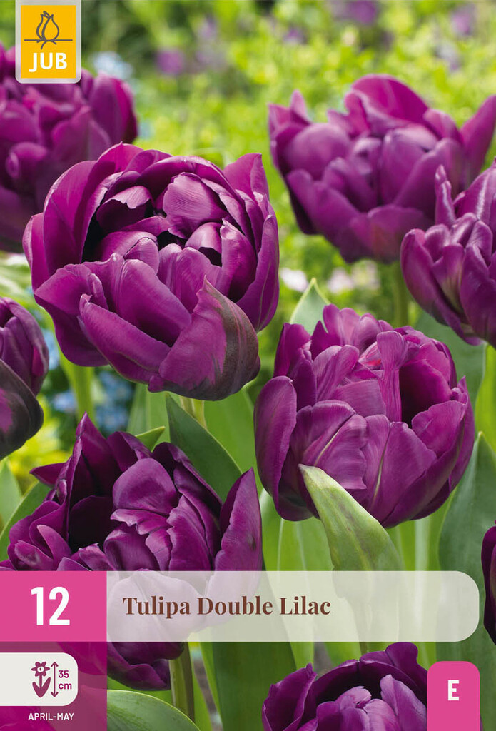 X12 Tulipa Double Lilac 11/12