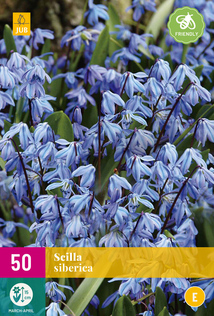 X 50 Scilla siberica