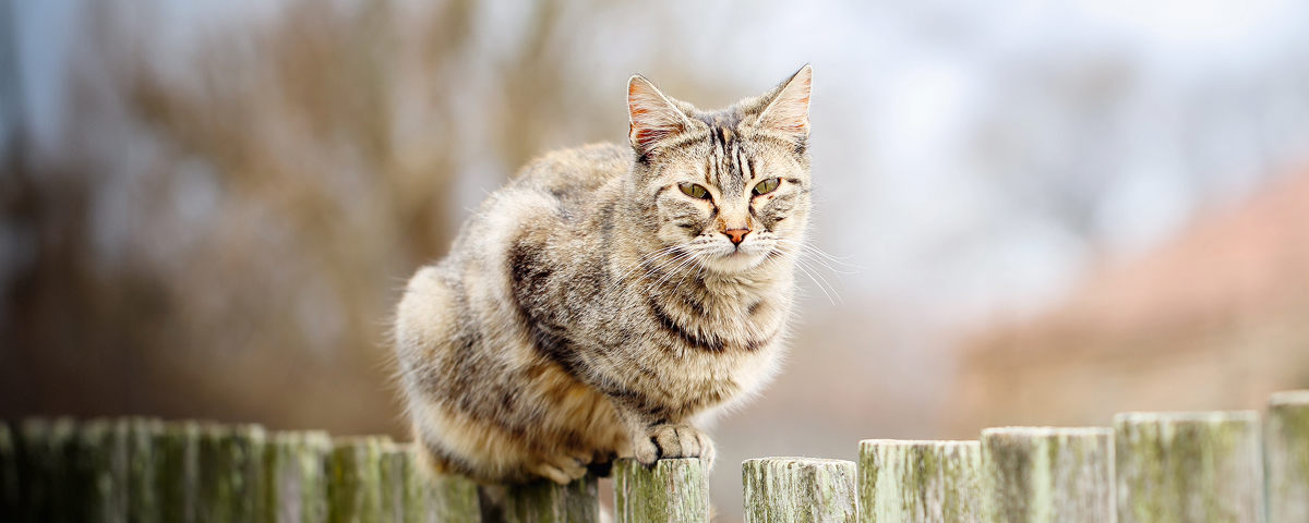 Brrr, il fait froid ! Aidez votre chat à passer l’hiver en toute sécurité