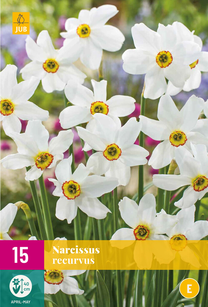 X 15 Narcissus recurvus