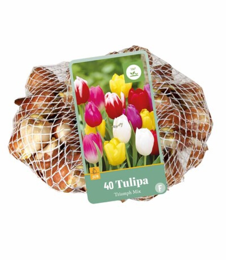 X 40 Tulipa Triumph Mix 11/12