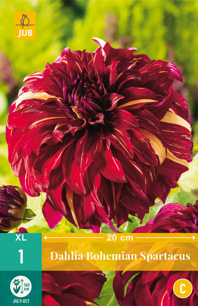 X 1 Dahlia Bohemian Spartacus