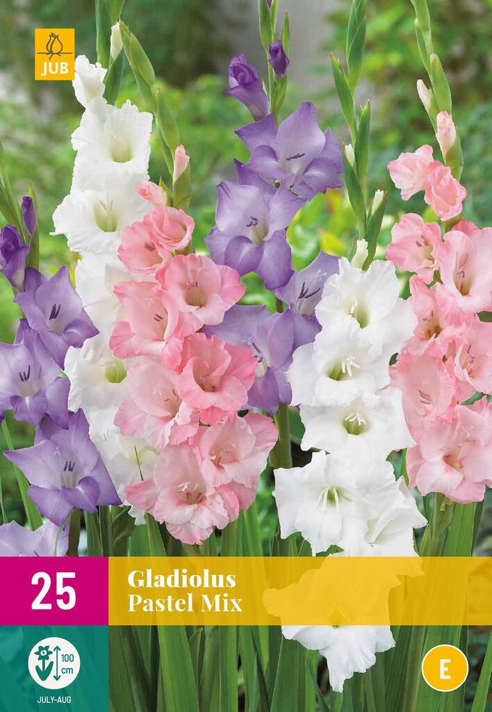 X25 Gladiolus Pastel Mix