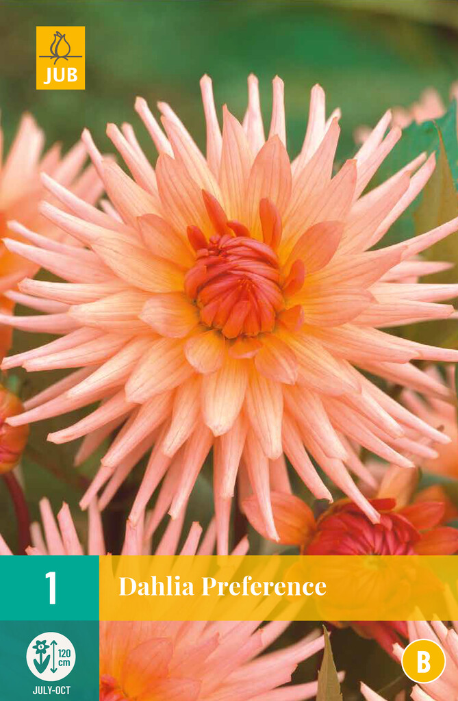X1 Dahlia Preference
