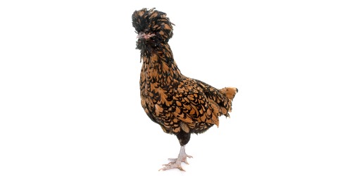 pond Pigment Psychologisch De verschillende kippensoorten | Horta Tuin & Dier