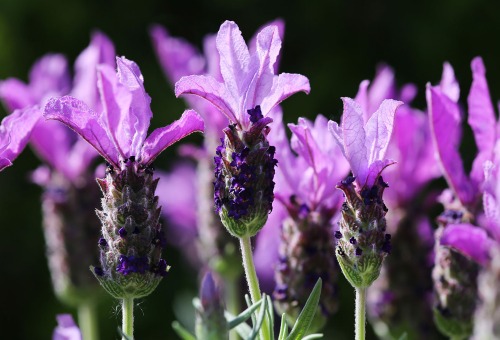 Lavendel Lavendel
