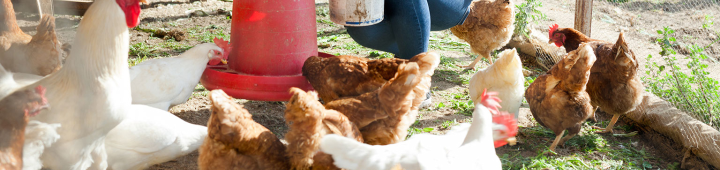 Nourriture pour poules Nourriture pour poules